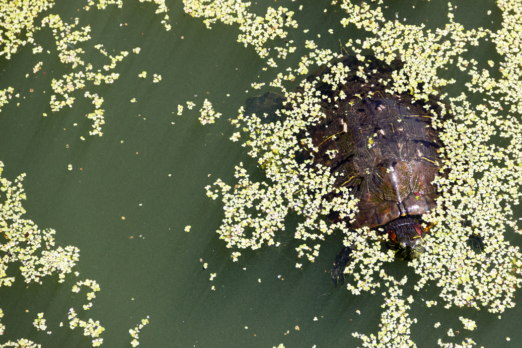 Look at that turtle!